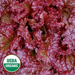 Red Velvet Lettuce